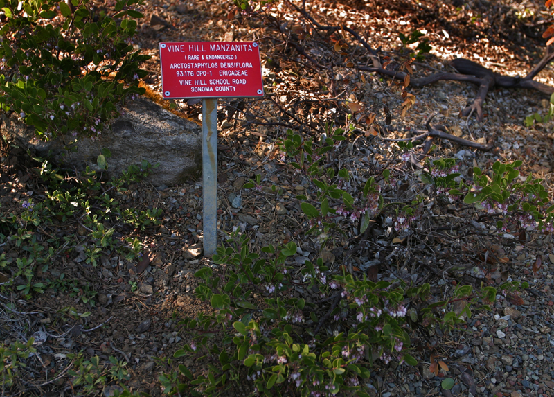 Слика од Arctostaphylos densiflora M. S. Baker