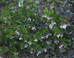 Слика од Arctostaphylos densiflora M. S. Baker