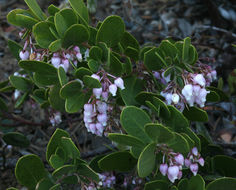 Слика од Arctostaphylos densiflora M. S. Baker