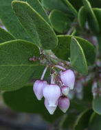 Слика од Arctostaphylos densiflora M. S. Baker