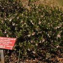 Image of <i>Arctostaphylos <i>montana</i></i> ssp. montana