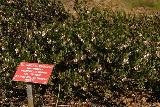 Image of <i>Arctostaphylos <i>montana</i></i> ssp. montana