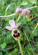 Image of Sawfly orchid