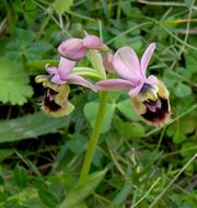 Image of Sawfly orchid