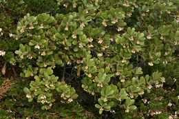 Image de Arctostaphylos pumila Nutt.