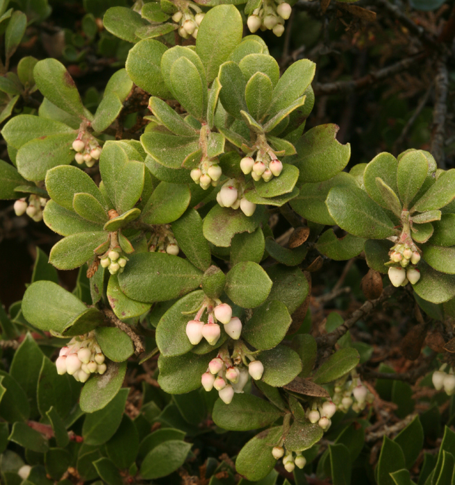 Image de Arctostaphylos pumila Nutt.