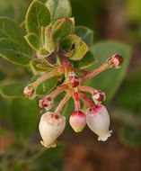 Image de Arctostaphylos pumila Nutt.