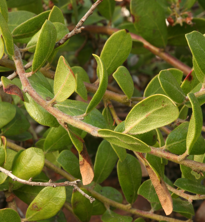 Image de Arctostaphylos pumila Nutt.