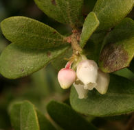 Image de Arctostaphylos pumila Nutt.