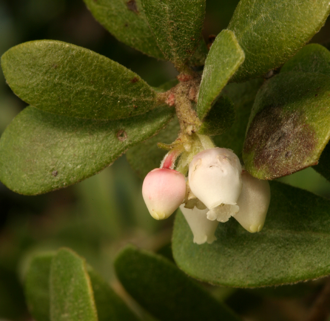 Слика од Arctostaphylos pumila Nutt.