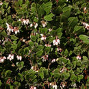 Image de Arctostaphylos hookeri subsp. hearstiorum (Hoover & J. B. Roof) P. V. Wells