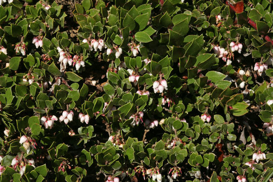 Image of Hearst's manzanita