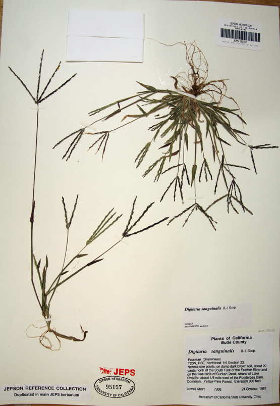 Image of hairy crabgrass