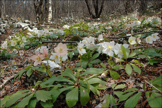 Image of black hellebore