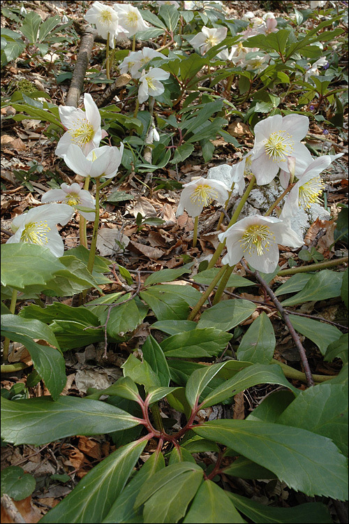 Image of black hellebore