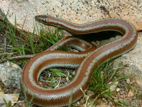 Image of Rosy Boa