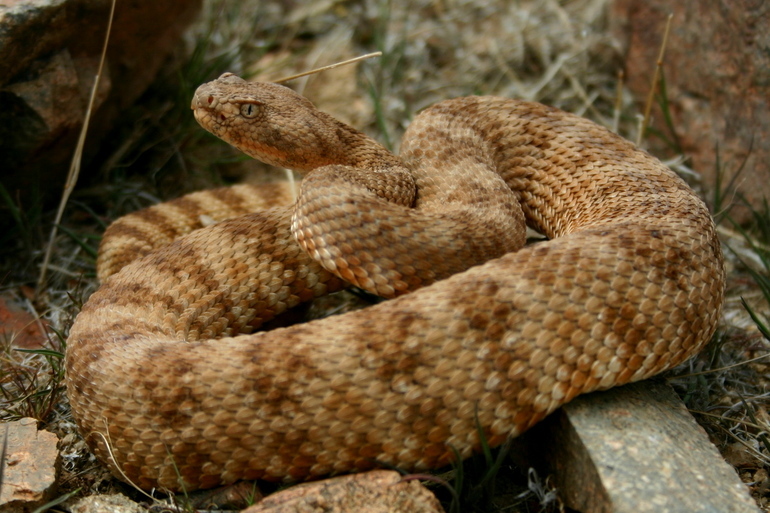 صورة Crotalus mitchellii (Cope 1861)