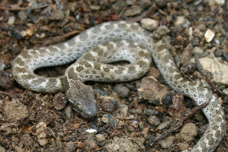 Hypsiglena ochrorhynchus Cope 1860 resmi