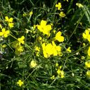 Image of wartycabbage