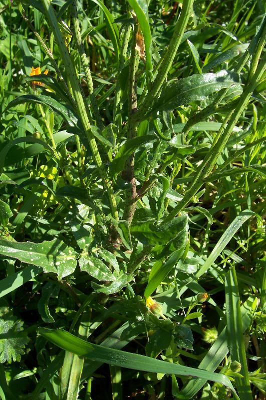 Image of crested wartycabbage