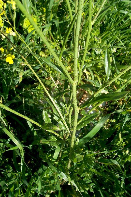 Image of crested wartycabbage