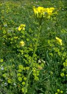 Image of crested wartycabbage