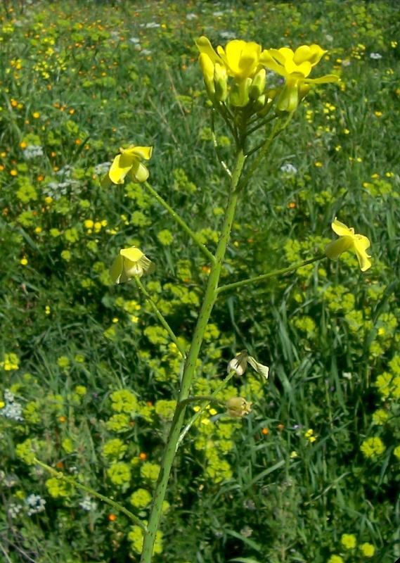 Image of crested wartycabbage