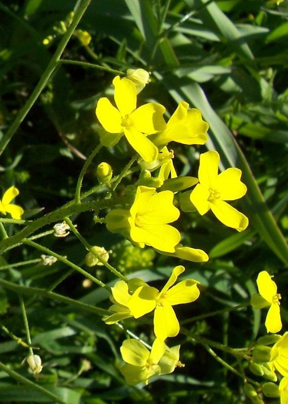 Image of crested wartycabbage