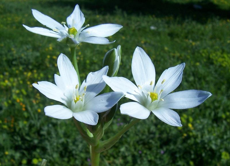 Ornithogalum umbellatum (rights holder: 2006 Luigi Rignanese)