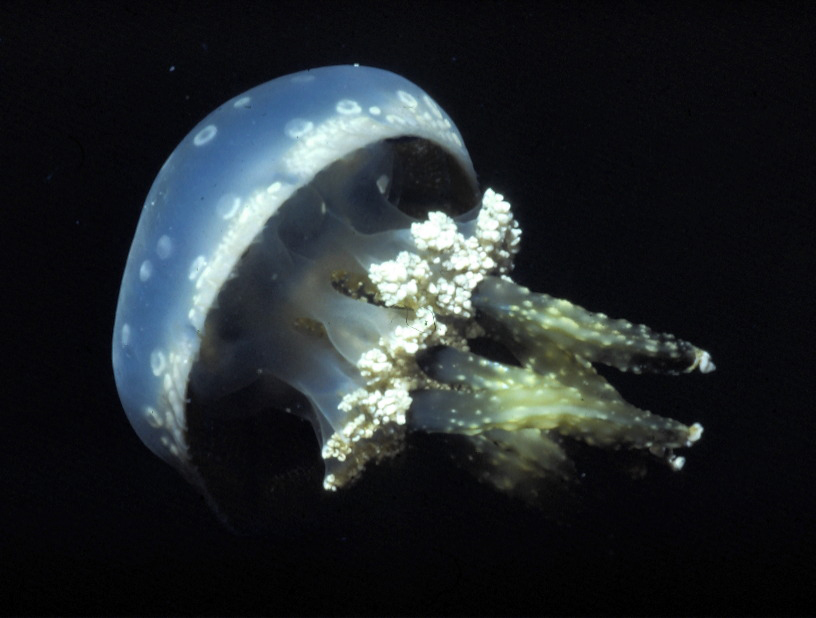 Image of jellyfish