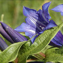 Gentiana asclepiadea L.的圖片