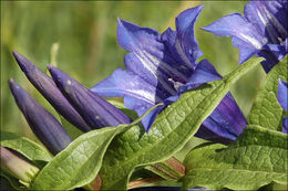 Gentiana asclepiadea L.的圖片