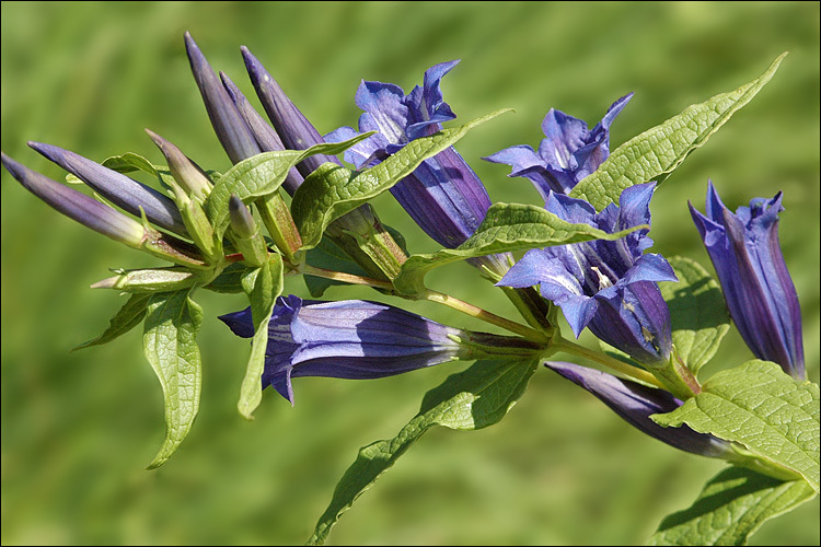 Gentiana asclepiadea L.的圖片