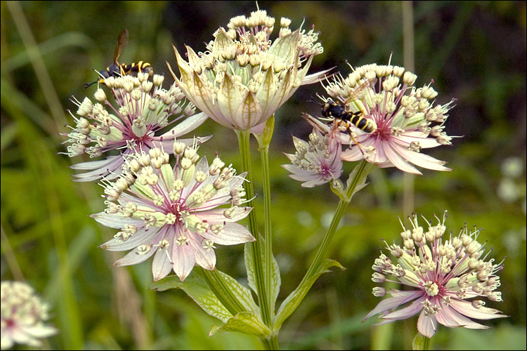 Imagem de Astrantia major L.