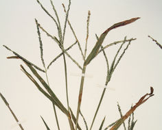 Image of red millet, smooth finger-grass