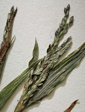 Image of red millet, smooth finger-grass