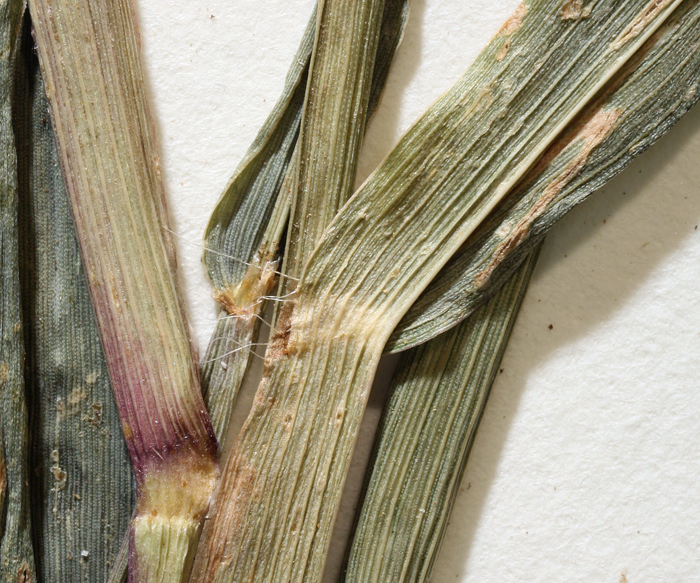 Image of red millet, smooth finger-grass