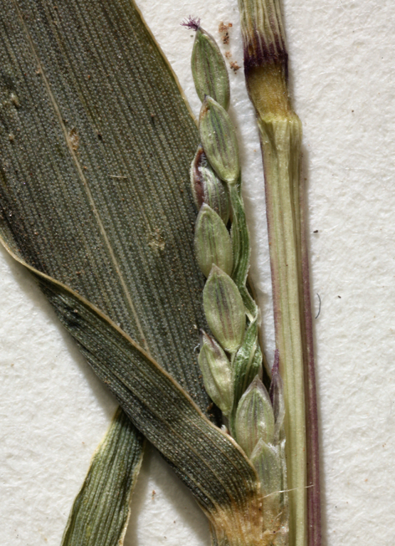 Image of red millet, smooth finger-grass