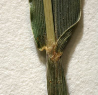 Image of red millet, smooth finger-grass