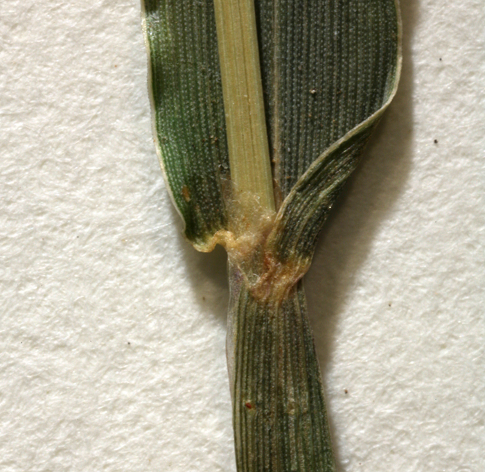 Image of red millet, smooth finger-grass