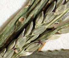 Image of red millet, smooth finger-grass