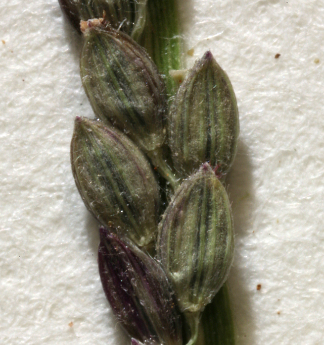 Image of red millet, smooth finger-grass