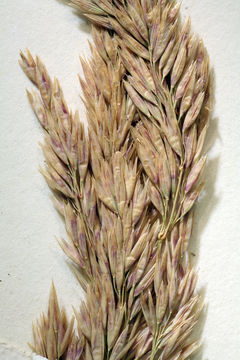 Image of Pacific reedgrass