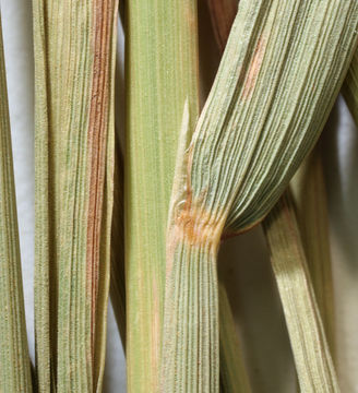 Image of Pacific reedgrass