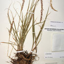 Image de Calamagrostis koelerioides Vasey