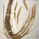 Image de Calamagrostis foliosa Kearney