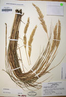 Image of leafy reedgrass