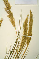 Image of leafy reedgrass