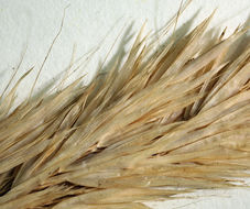 Image of leafy reedgrass