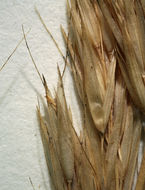 Image of leafy reedgrass